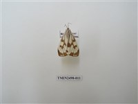 藏品(粉蝶燈蛾)的圖片